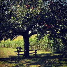 Jahreskreis-Paket "MABON"