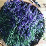 Lavendelsackerl – Bild 2