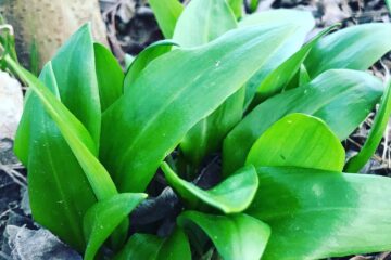 frühling wilde schwestern bad gleichenberg bärlauch