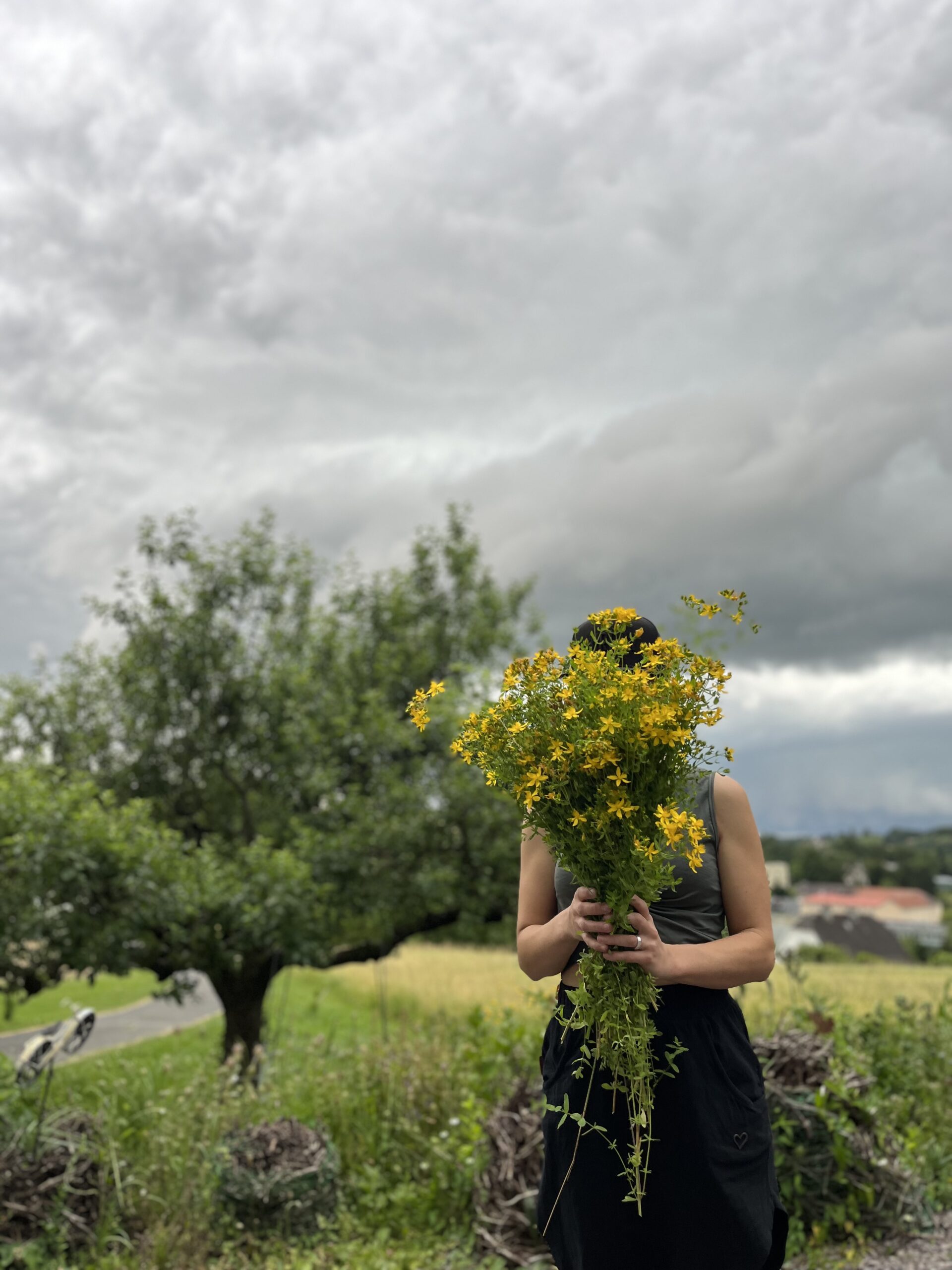 Die Kräuter im Jahreskreis.