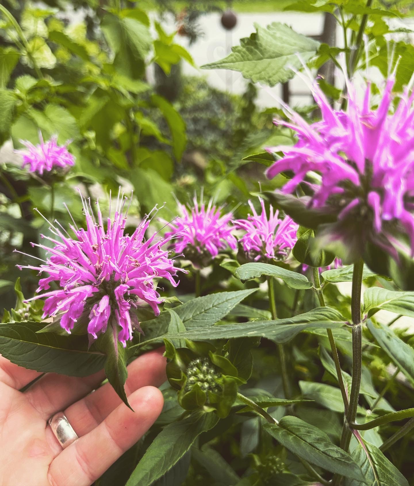 Wildkräuter in der Ernährung.