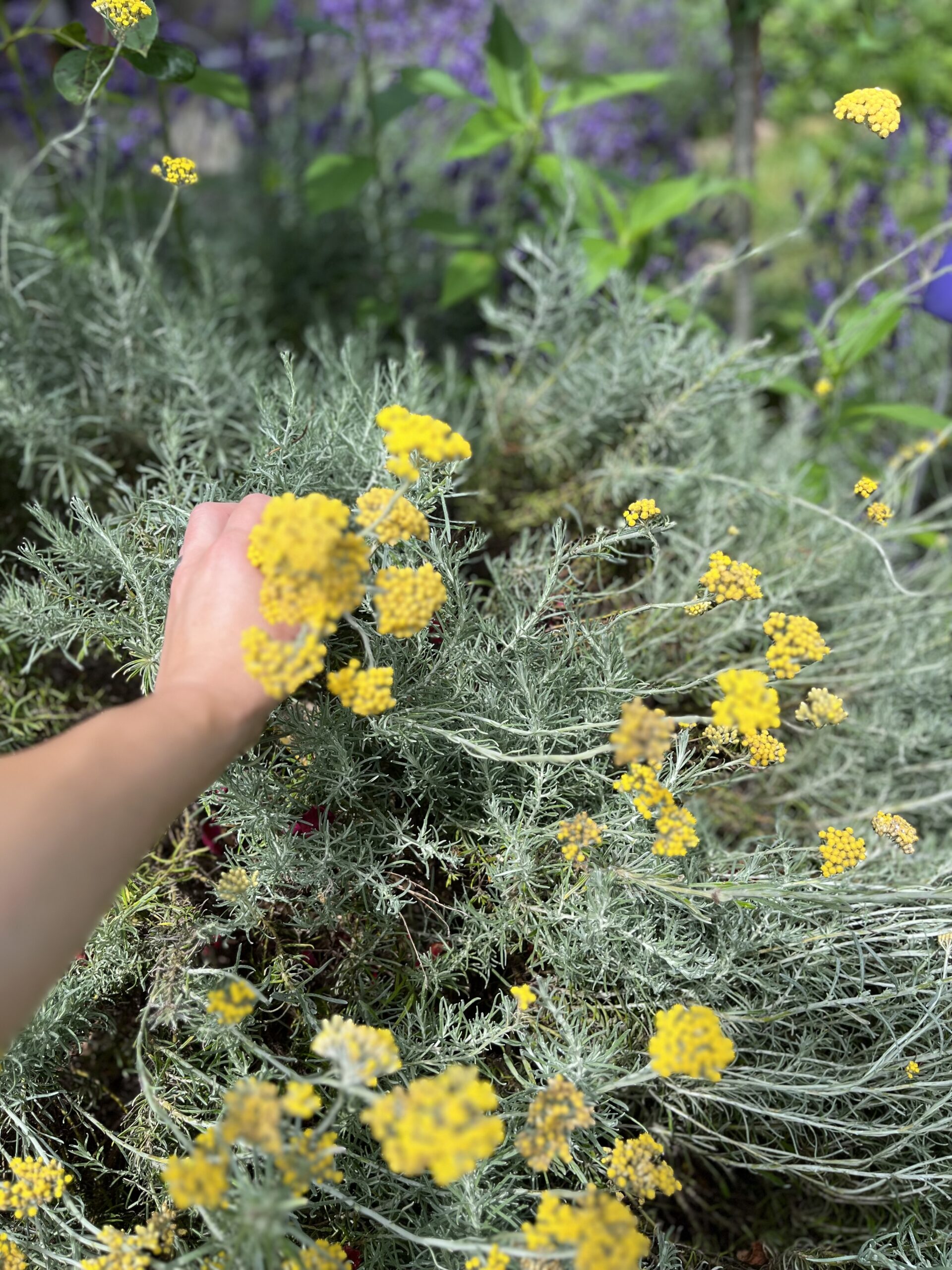Wildkräuter in der Ernährung.